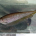 African Brown Knifefish - Photo (c) John P Friel, some rights reserved (CC BY), uploaded by John P Friel