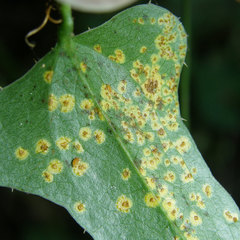 Puccinia smilacis