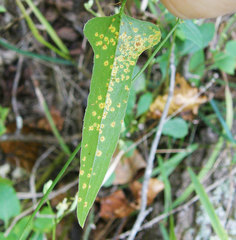 Puccinia smilacis