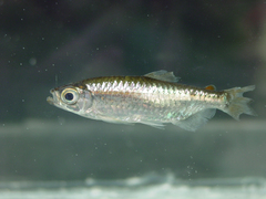 Alestidae