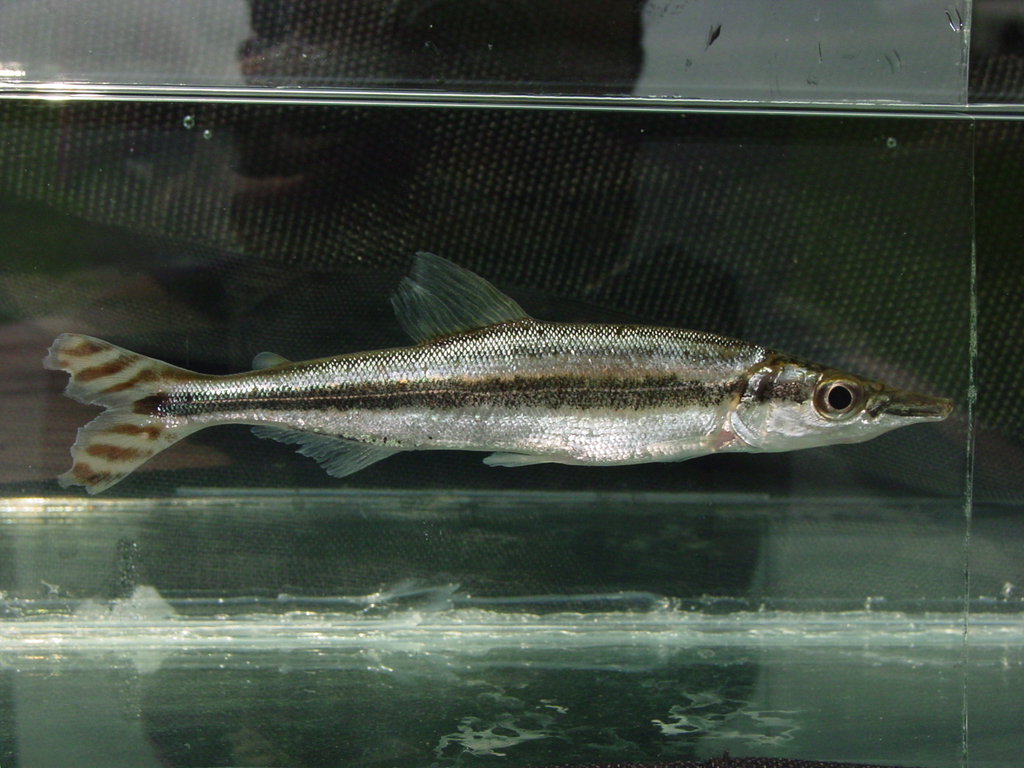 Ornate ichthyborus (Ichthyborus ornatus) — Distichodontidae