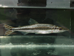 Ichthyborus ornatus