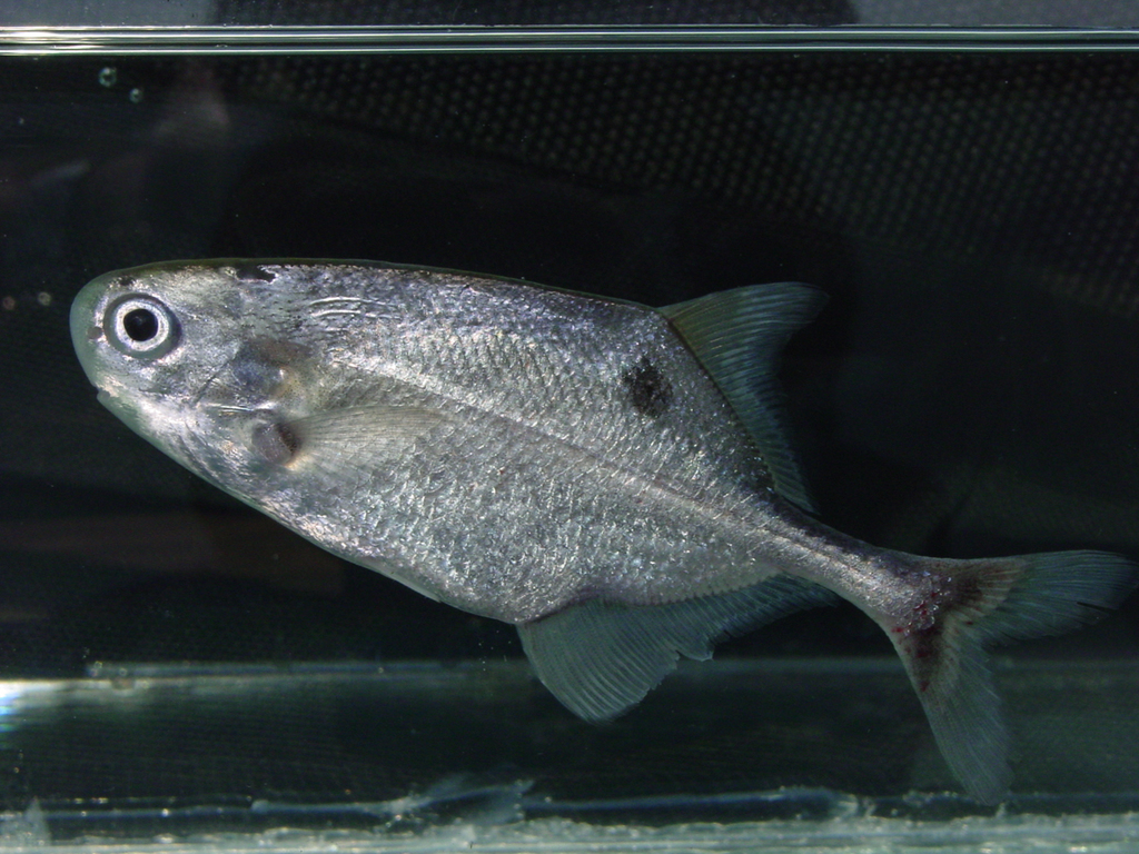 Largeeye elephantfish (Petrocephalus grandoculis) — Mormyridae