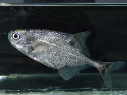 Largeeye elephantfish (Petrocephalus grandoculis) — Mormyridae