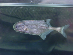 Petrocephalus