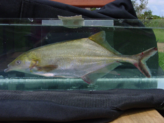 Genyomyrus donnyi