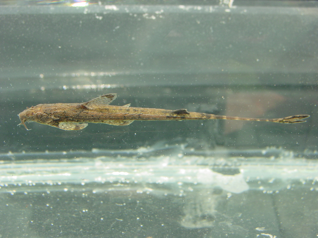 Slender catfish (Belonoglanis tenuis) — Amphiliidae