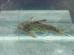 Synodontis schoutedeni
