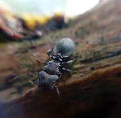 Cephalotes multispinosus