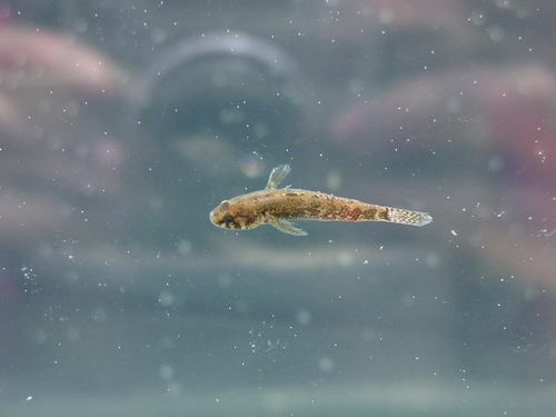 Dwarf African sleeper (Kribia nana) — Eleotridae