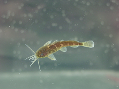 Microsynodontis
