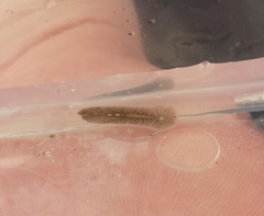 Leptoplana tremellaris