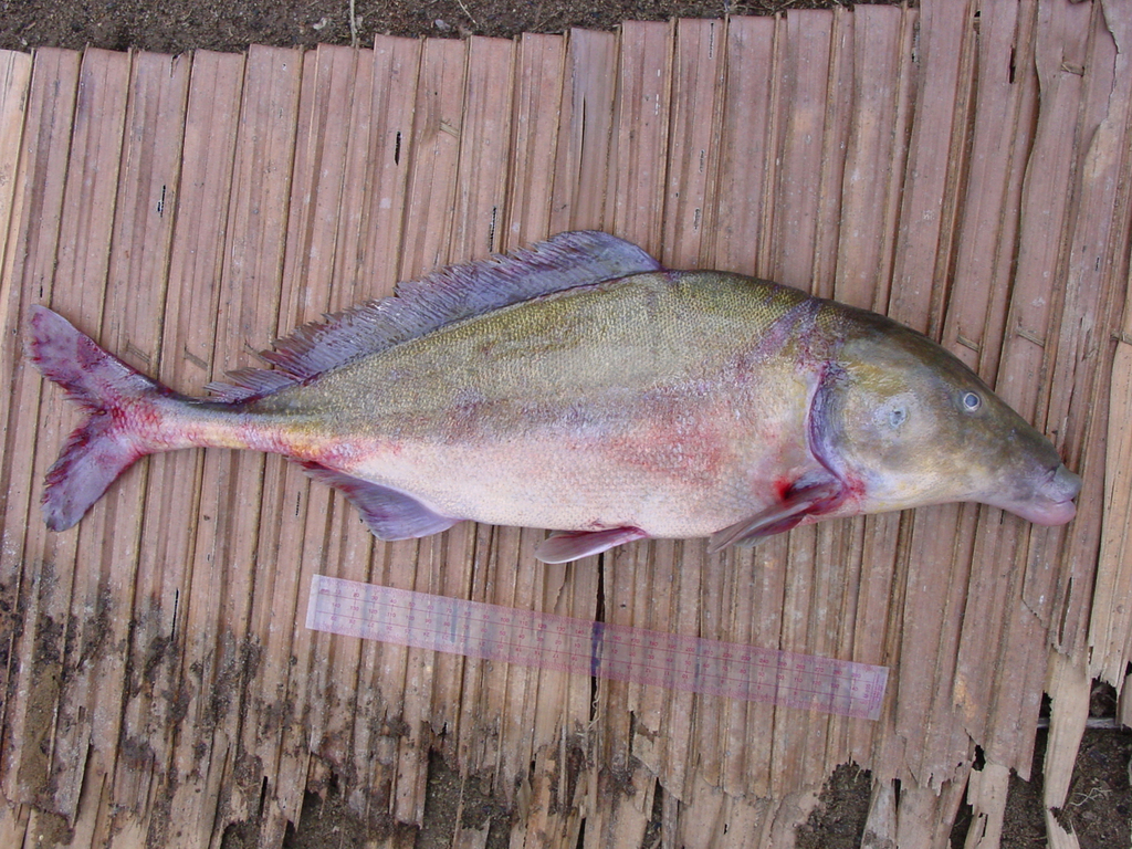 Mormyrus caballus from Mbomo, Republic of the Congo on August 27, 2002