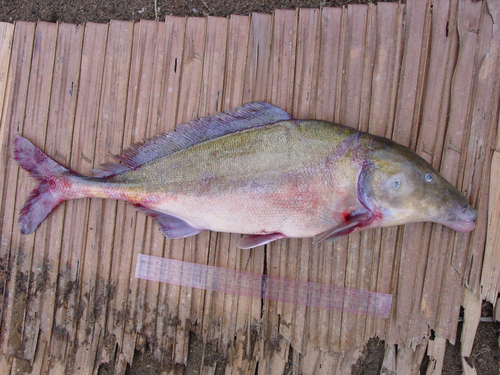 Congo mormyrid (Mormyrus caballus) — Mormyridae