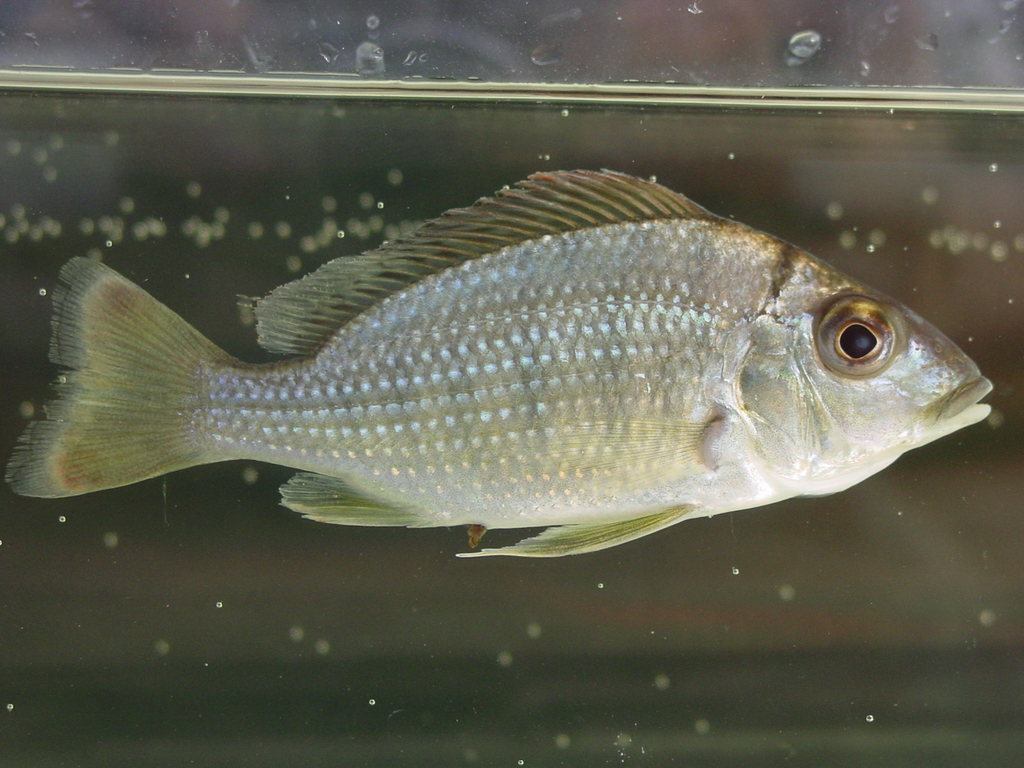 Congo sandsifter cichlid (Tylochromis lateralis) — Cichlidae