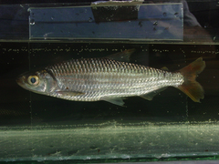 Alestes macrophthalmus