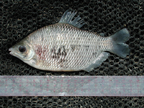 Silver distichodus (Distichodus affinis) — Distichodontidae — 2