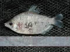 Distichodus affinis