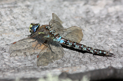 Rhionaeschna variegata