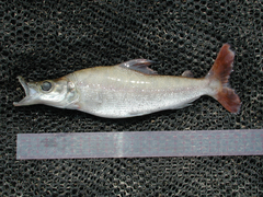 Mesoborus crocodilus