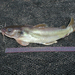 Claroteid Catfishes - Photo (c) John P Friel, some rights reserved (CC BY), uploaded by John P Friel