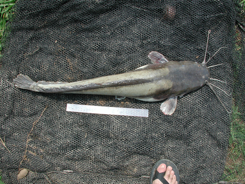 Sharptooth Catfish (Fish of Bonamanzi) · BioDiversity4All
