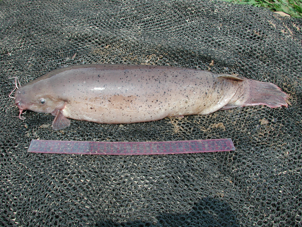 Malapterurus From Mbomo, Republic Of The Congo On August 09, 2002 At 10 ...