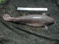 Malapterurus