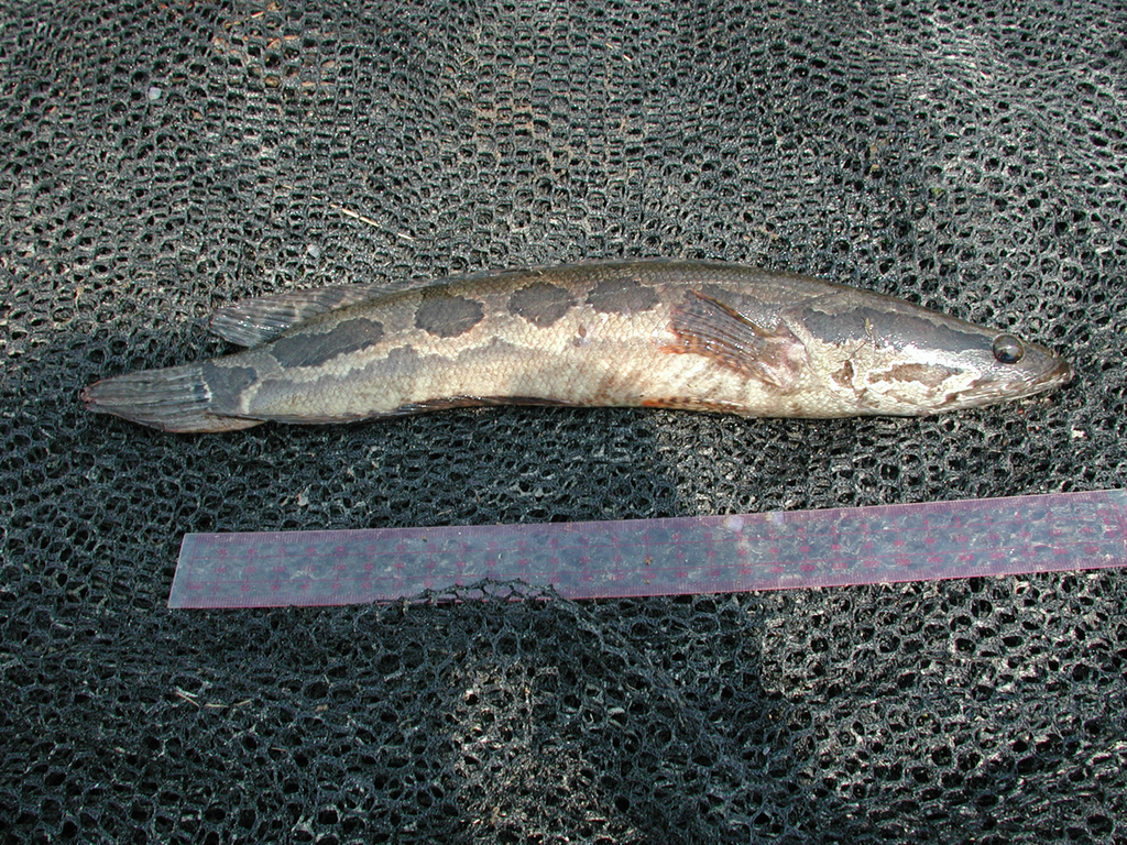 Congo Snakehead