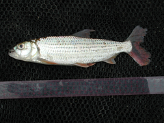 Hydrocynus forskahlii