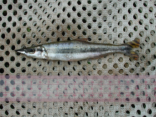 Ornate ichthyborus (Ichthyborus ornatus) — Distichodontidae — 2