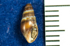 Pseudomelatomidae