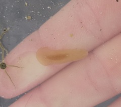 Leptoplana tremellaris