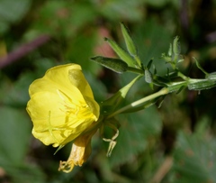 Oenothera oehlkersi