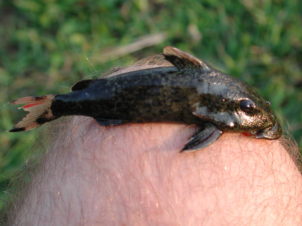Euchilichthys