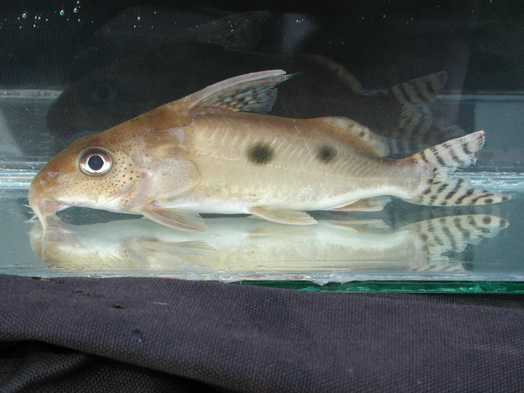Ocellated synodontis (Synodontis nummifer) — Mochokidae