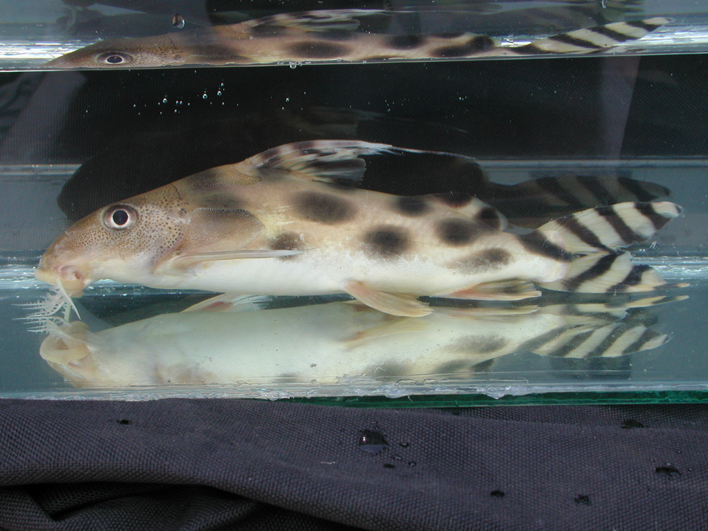 Synodontis décoré (Clown squeaker) (Synodontis decorus)