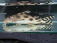 Synodontis decorus