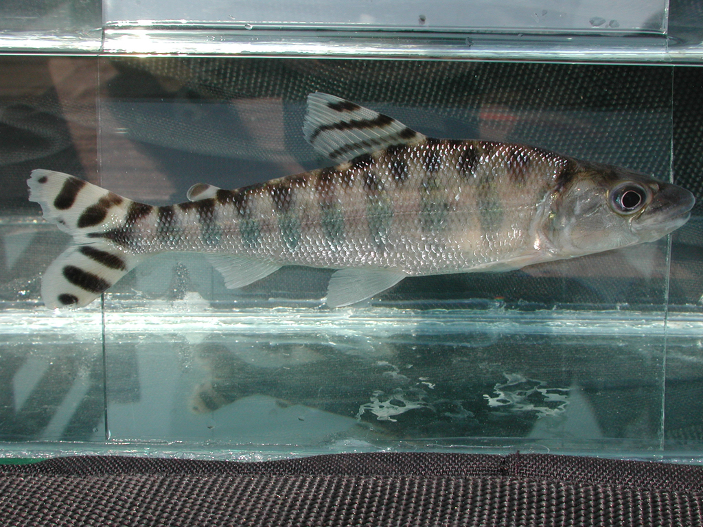 Eugnathichthys (Eugnathichthys macroterolepis) — Distichodontidae