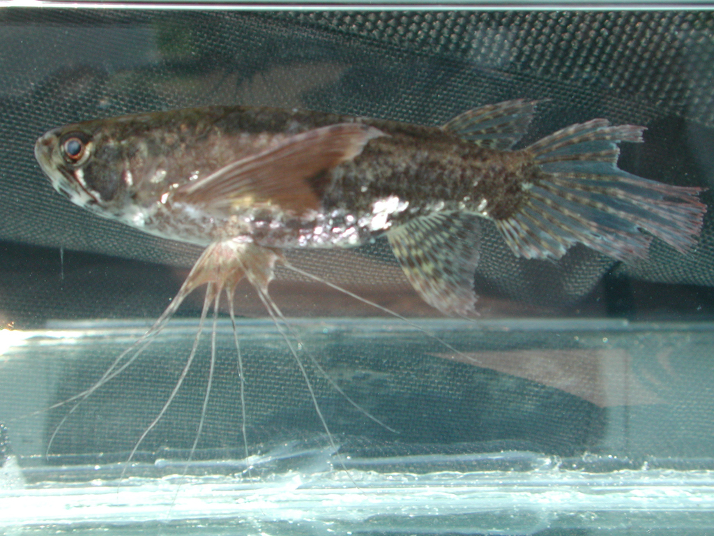 Poisson-papillon africain (Pantodon buchholzi)