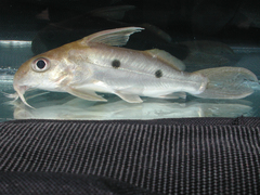 Synodontis congicus