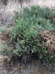 Arthroceras subterminale