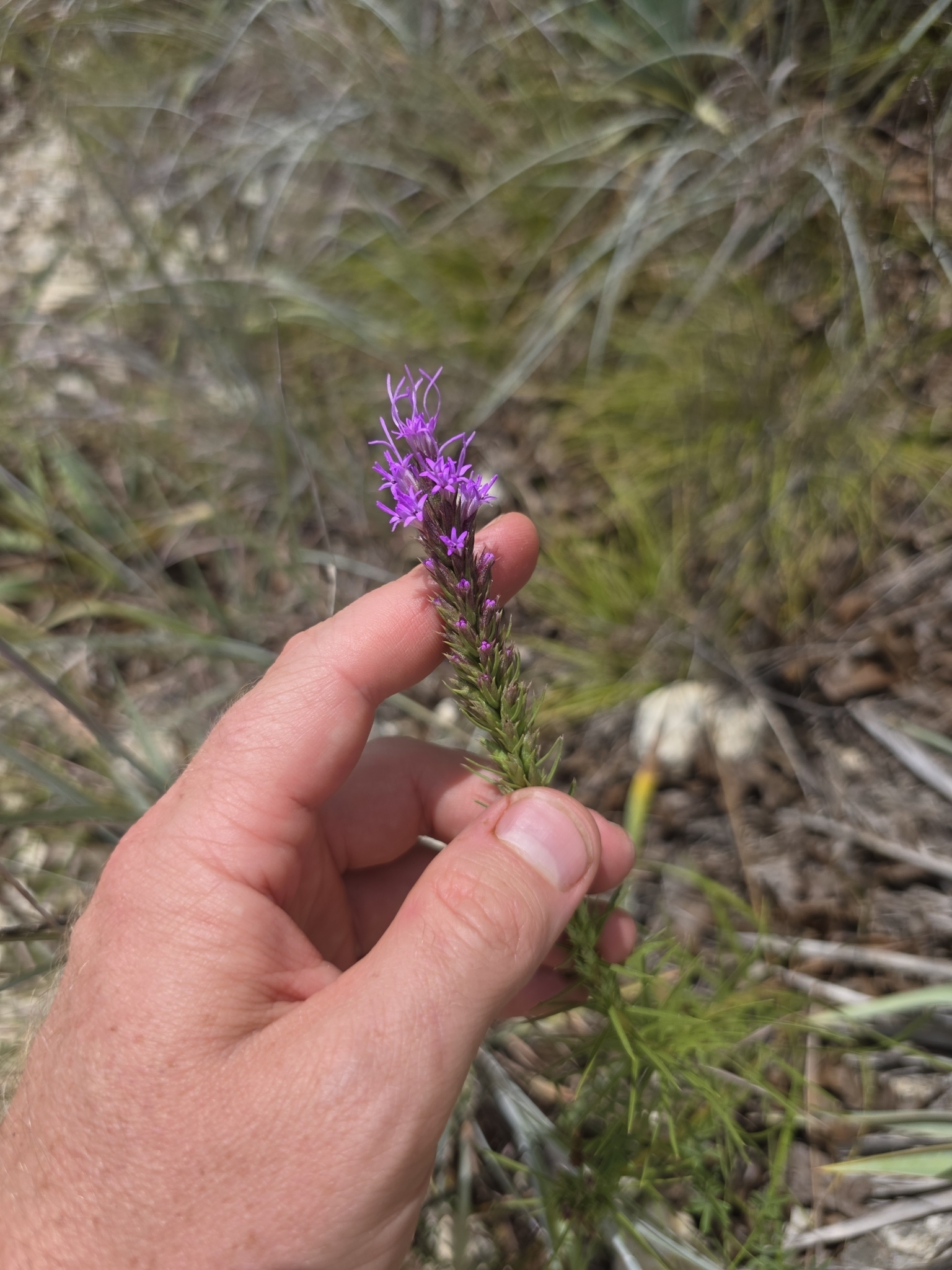 Summer Gayfeather (Liatris aestivalis)