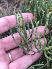 Arthroceras subterminale