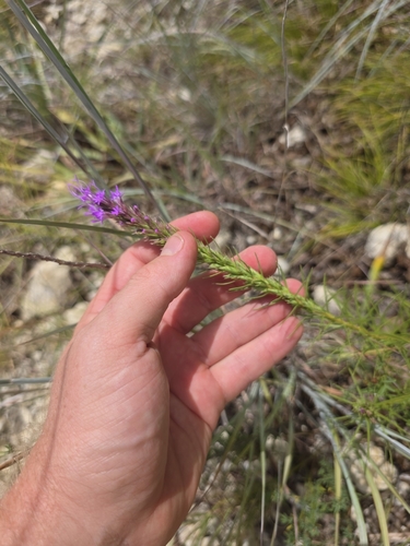 Liatris aestivalis, photograph 3