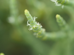 Arthroceras subterminale