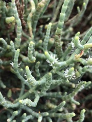 Arthroceras subterminale