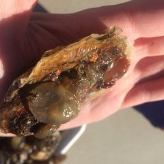 Ostrea edulis