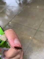 Ichneumonidae