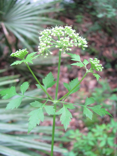 Image of Thaspium chapmanii by (c) Curtis Hansen, some rights reserved (CC BY)